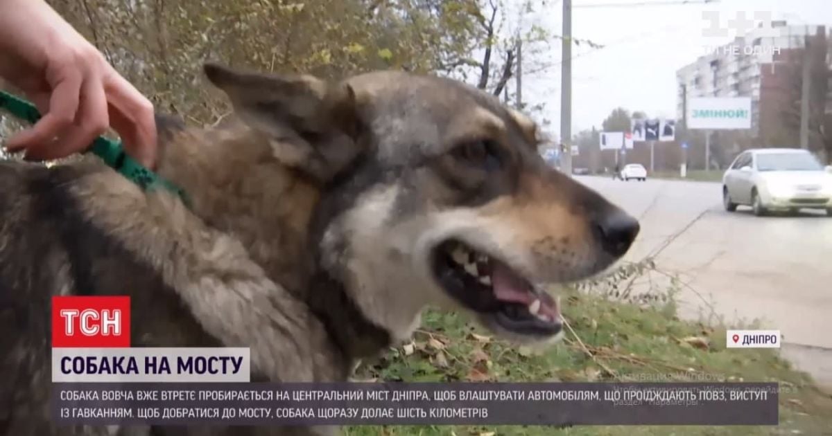 Собака, которая грезит мостом: в Днепре четвероногая устраивает выступление для водителей