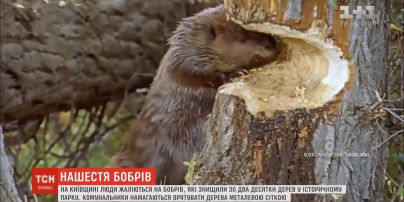 Бобри знищили зо два десятки дерев у історичному парку в Київській області