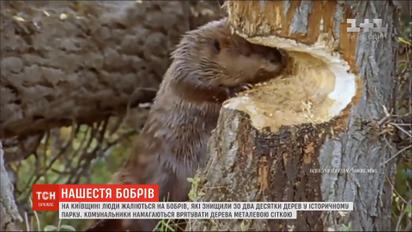 Бобри знищили зо два десятки дерев у історичному парку в Київській області