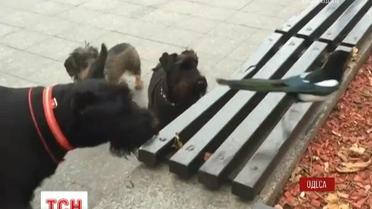 Мережу підірвало відео, на якому собаки співають гімн Одеси