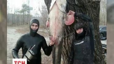 Скандальний вилов: як вбивство величезного сома обурило інтернет