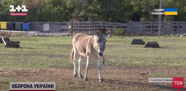 У "Хаймарса" і "Мамулі" народилось дитинча: неймовірна історія бойових віслюків ЗСУ