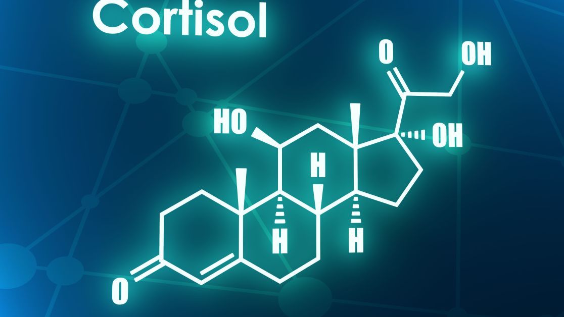 Гормон стресса - кортизол: за что отвечает и как влияет на организм —  Актуальная тема