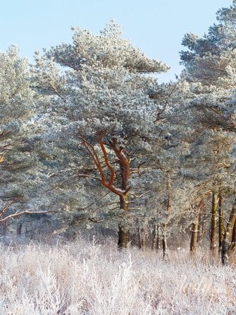 Зимовий пейзаж