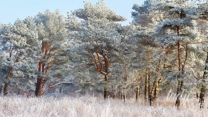 Зимовий пейзаж