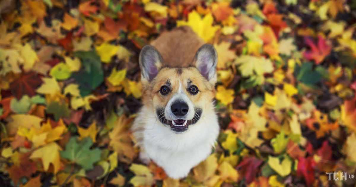 Гороскоп 30 вересня — 6 жовтня 2024 року