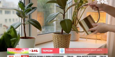 Кімнатні рослини покращують фізичне і психічне здоров'я