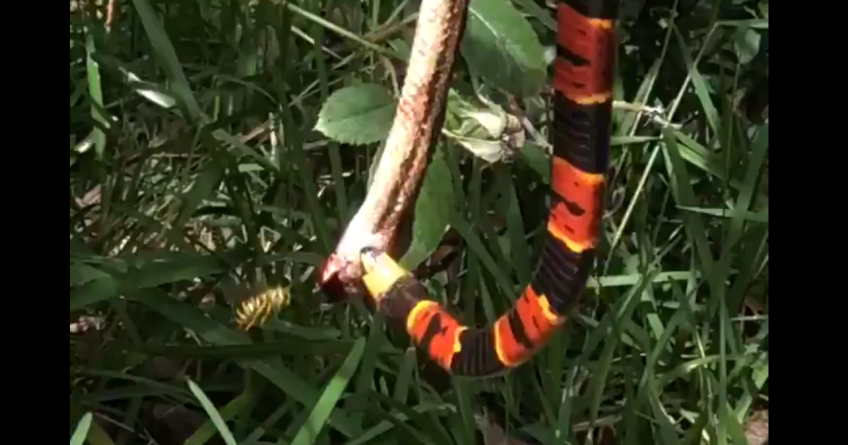 Американка сняла шершня, который помешал одной змеи съесть другую
