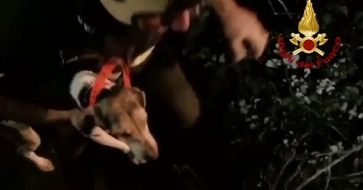 Італійські пожежники врятували собаку, який застряг у скелі на Сицилії