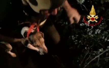 Итальянские пожарные спасли собаку, застрявшую в скале на Сицилии