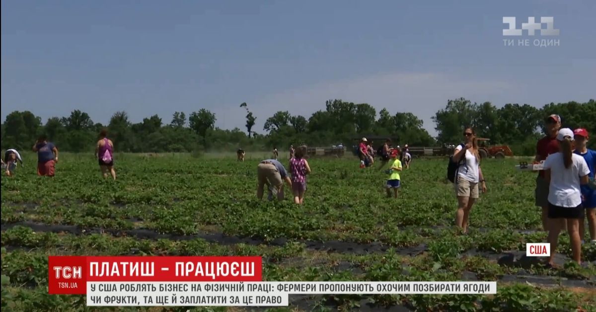 У США набуває популярності агротеймент: фермери за гроші дозволяють покупцям збирати врожай