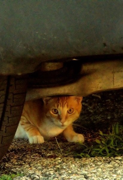 Авто