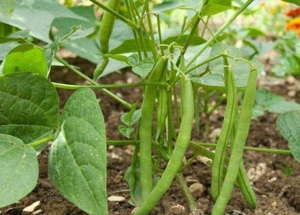 Как и когда сеять спаржевую фасоль в июле, чтобы успеть собрать урожай