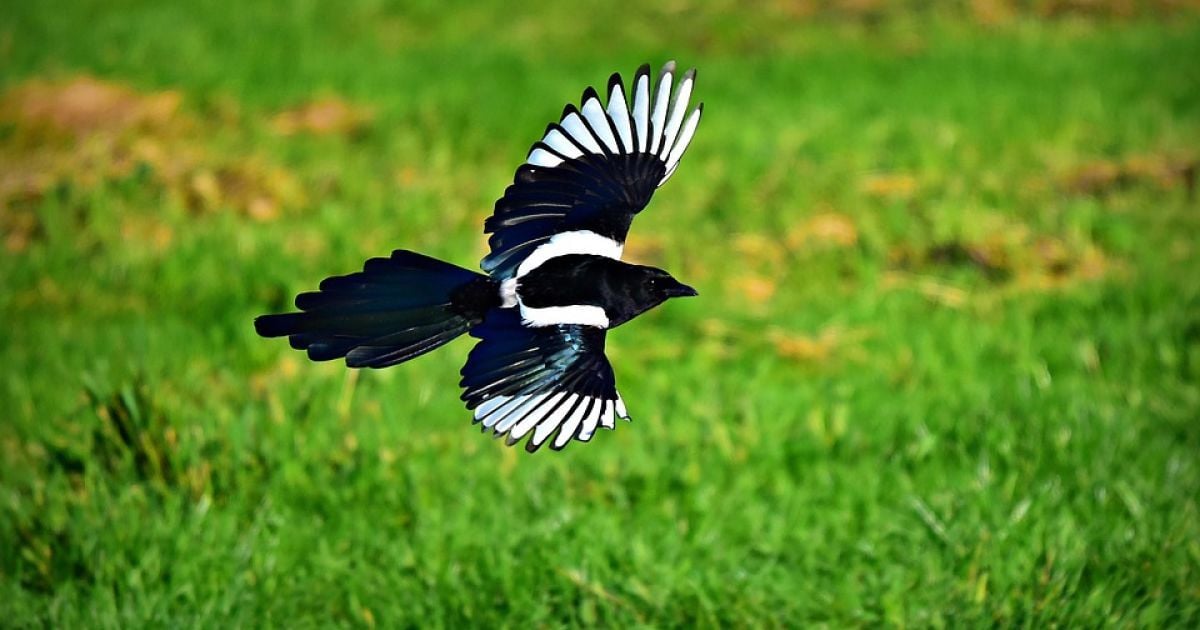 Спіткнулася і впала: в Австралії мати втратила дитину, захищаючись від агресивної сороки