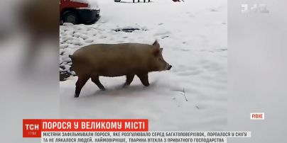 У Рівному містяни зафільмували свиню, яка розгулювала вулицями міста