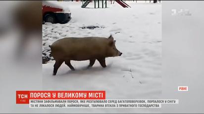 У Рівному містяни зафільмували свиню, яка розгулювала вулицями міста