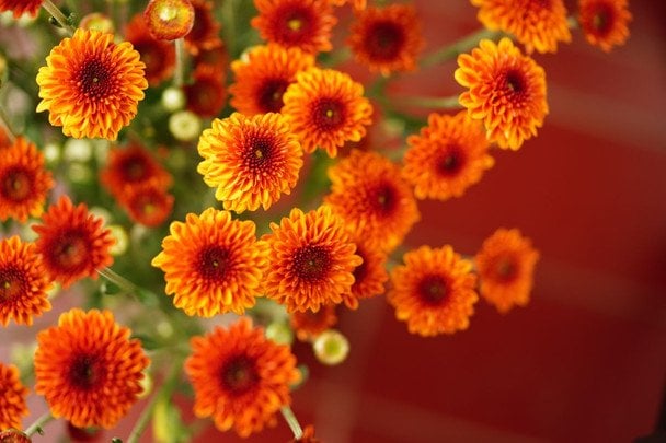 День ангела 10 вересня — душевні привітання в прозі / © pexels.com