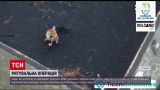 Новости мира: анонимные герои спасли собак из лавовой ловушки на Канарах
