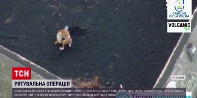 Новини світу: анонімні герої врятували собак із лавової пастки на Канарах