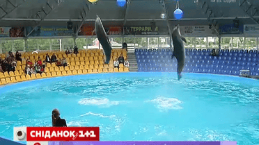 Сколько стоит билет в дельфинарий