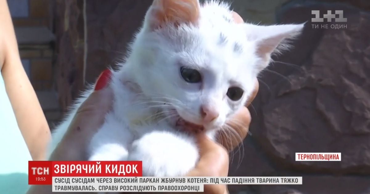У Тернополі чоловік жбурнув сусідам 2-місячне кошеня, немов м’ячик