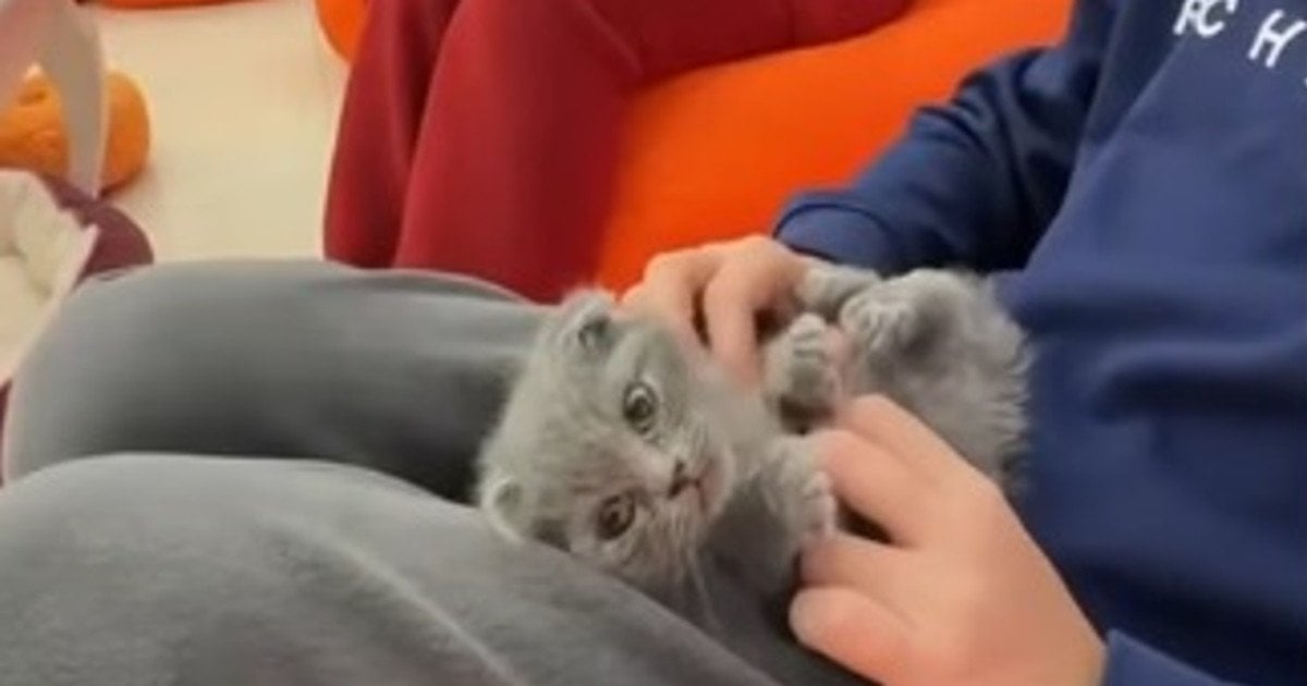 Кошеня в одеському закладі