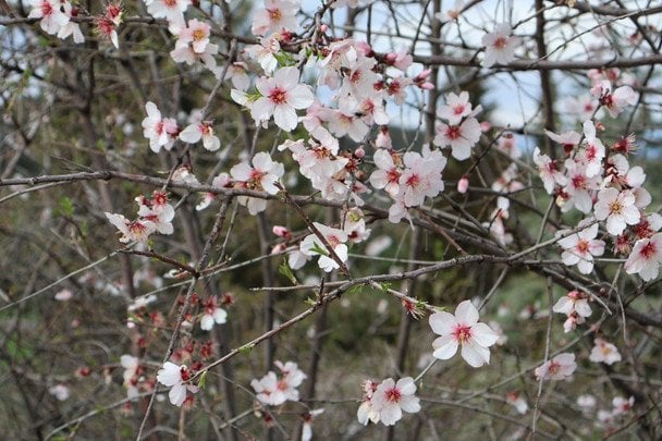 Народні прикмети 1 квітня / © pexels.com