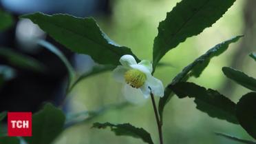 На Закарпатті перед зимою розквітнув чай!