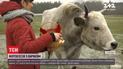 Снимки на память: почему устроить новогоднюю фотосессию с символом грядущего года - морока