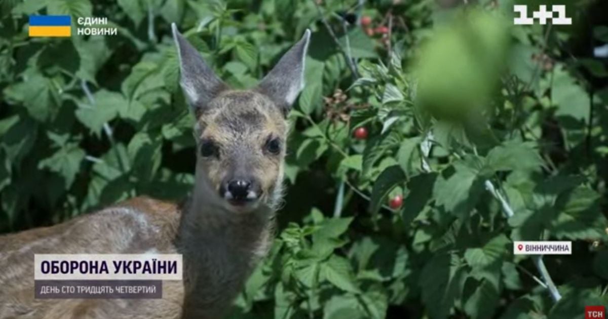 Дикий Джавелін: на Вінничині врятували і виходили новонароджену козулю