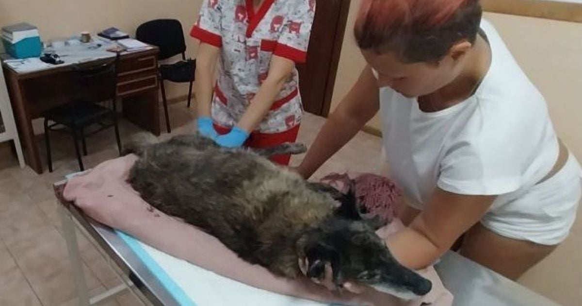 У собаки диагностировали перелом позвоночника и паралич задних лап.