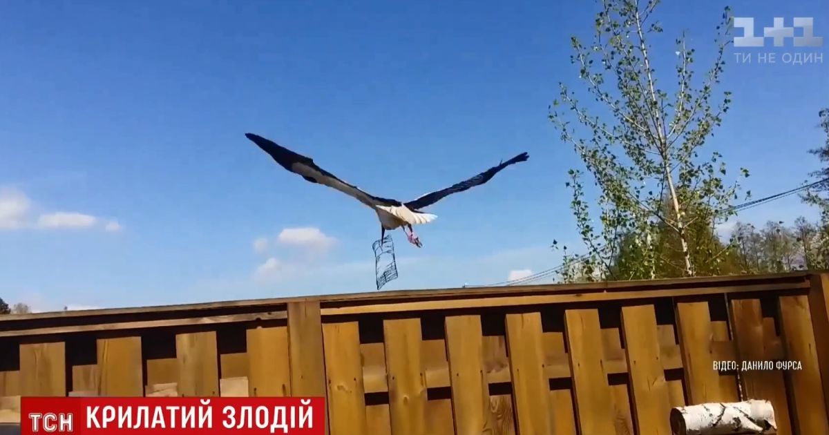 Аист украл барбекю с частного двора на Киевщине