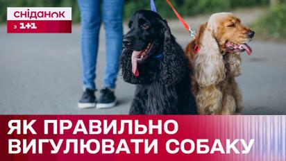 Основные правила выгула собак: советы кинолога Владислава Плахтия