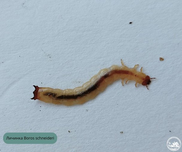 Лічинка Boros schneideri / © Чорнобильський радіаційно-екологічний біосферний заповідник