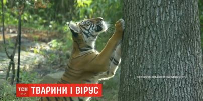 Сразу несколько тигров и львов в зоопарке Нью-Йорка заболели коронавирусом