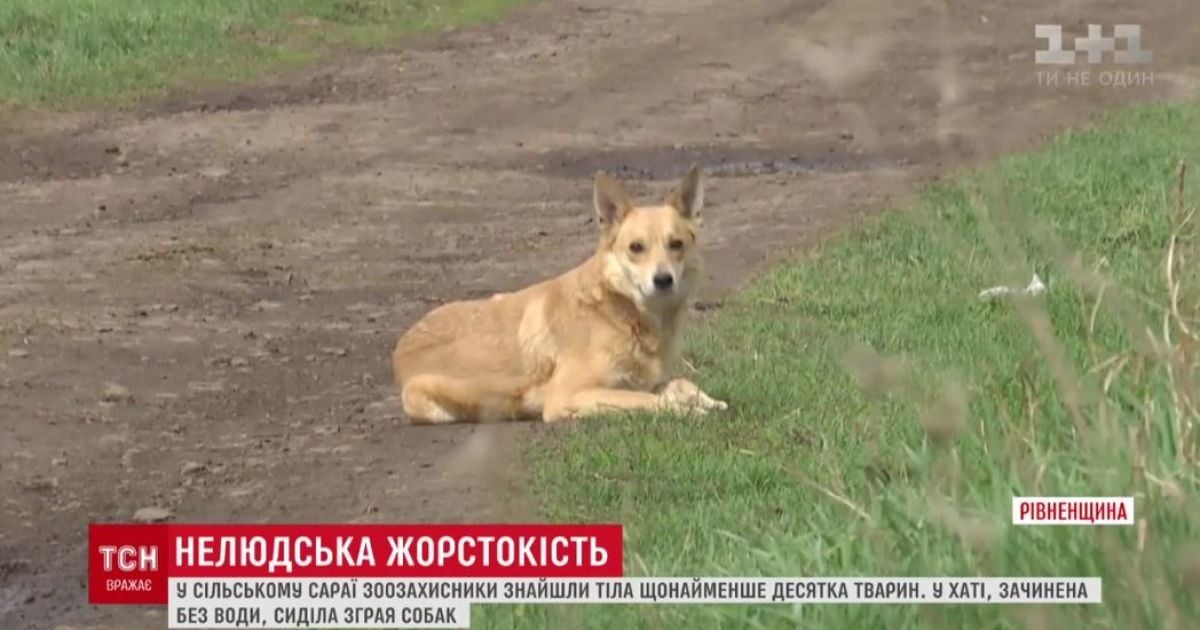 На Рівненщині жінка купила хату і зачинила в ній з десяток собак без води