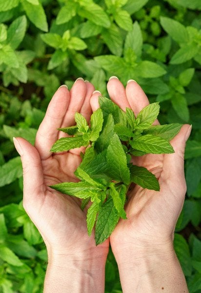 Користь м’яти для організму