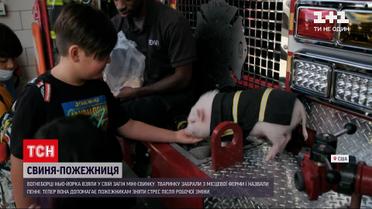 Новини світу: вогнеборці Нью-Йорка взяли на службу справжню льоху