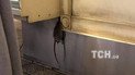 Щур повісився. У Києві в пекарні відвідувачі сфотографували жахливу знахідку під прилавком