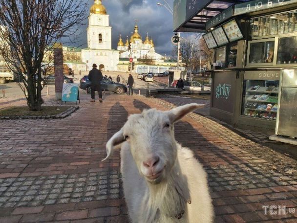 Коза у центрі Києва / © ТСН