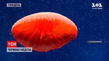 Кит из мусора, свадебно-собачий тренд и немецкий туалет для коров - новости с онлайн-трансляции