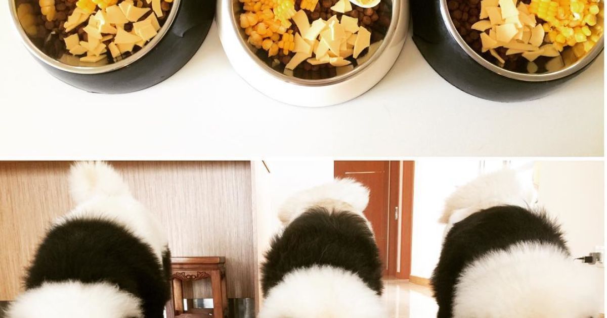Панди чау чау_7 / © instagram.com/pandachowchows