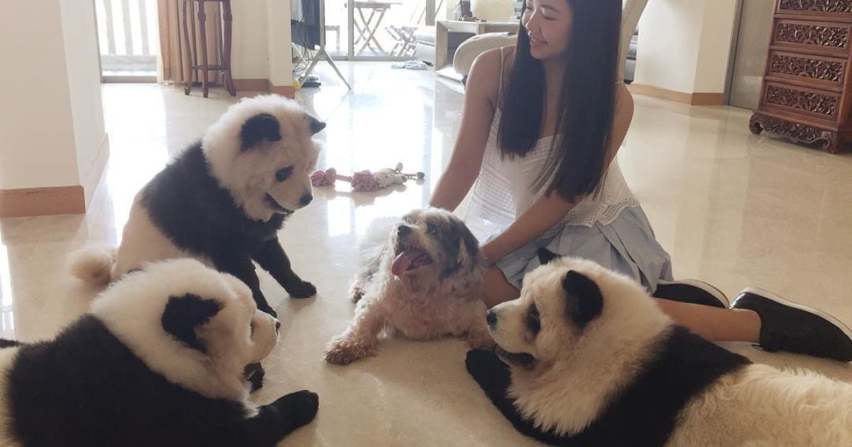 Панди чау чау_1 / © instagram.com/pandachowchows