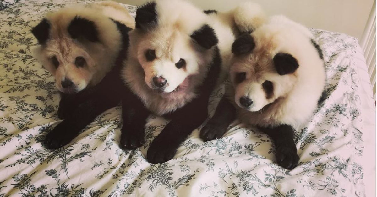 Панди чау чау_3 / © instagram.com/pandachowchows