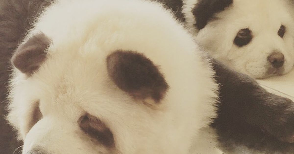 Панди чау чау_8 / © instagram.com/pandachowchows