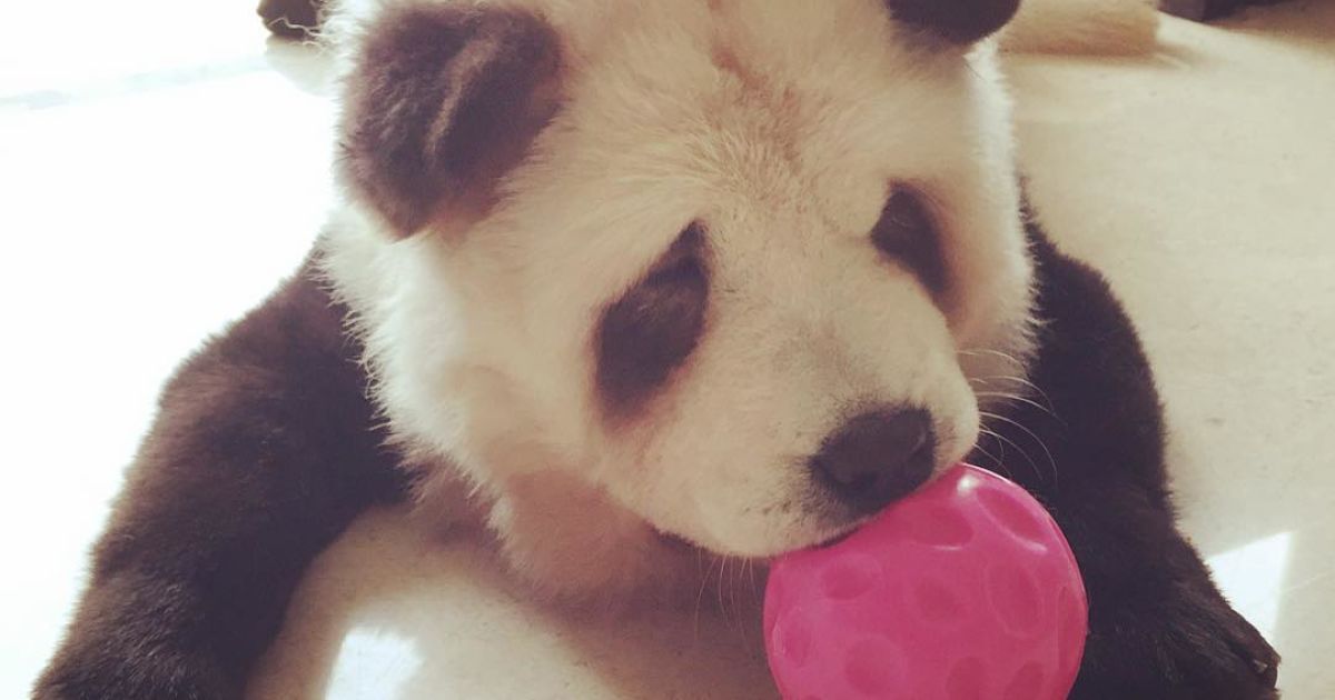 Панди чау чау_10 / © instagram.com/pandachowchows