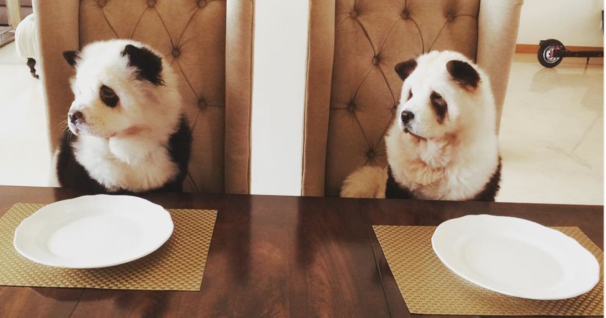 Панди чау чау_4 / © instagram.com/pandachowchows