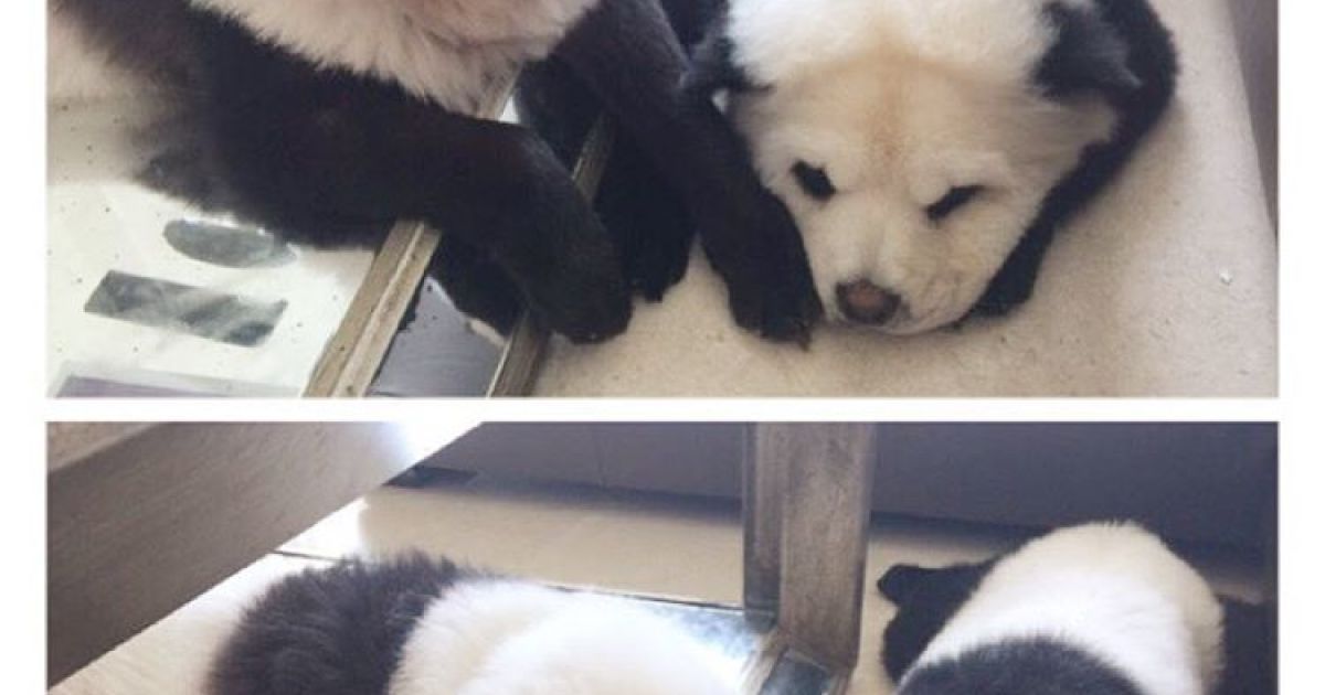 Панди чау чау_9 / © instagram.com/pandachowchows