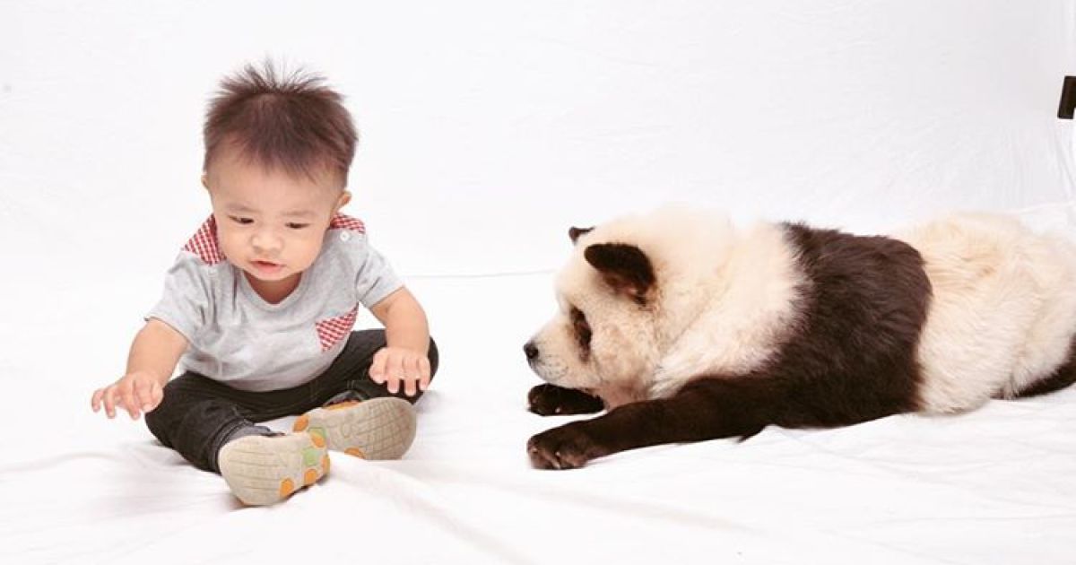 Панди чау чау_2 / © instagram.com/pandachowchows