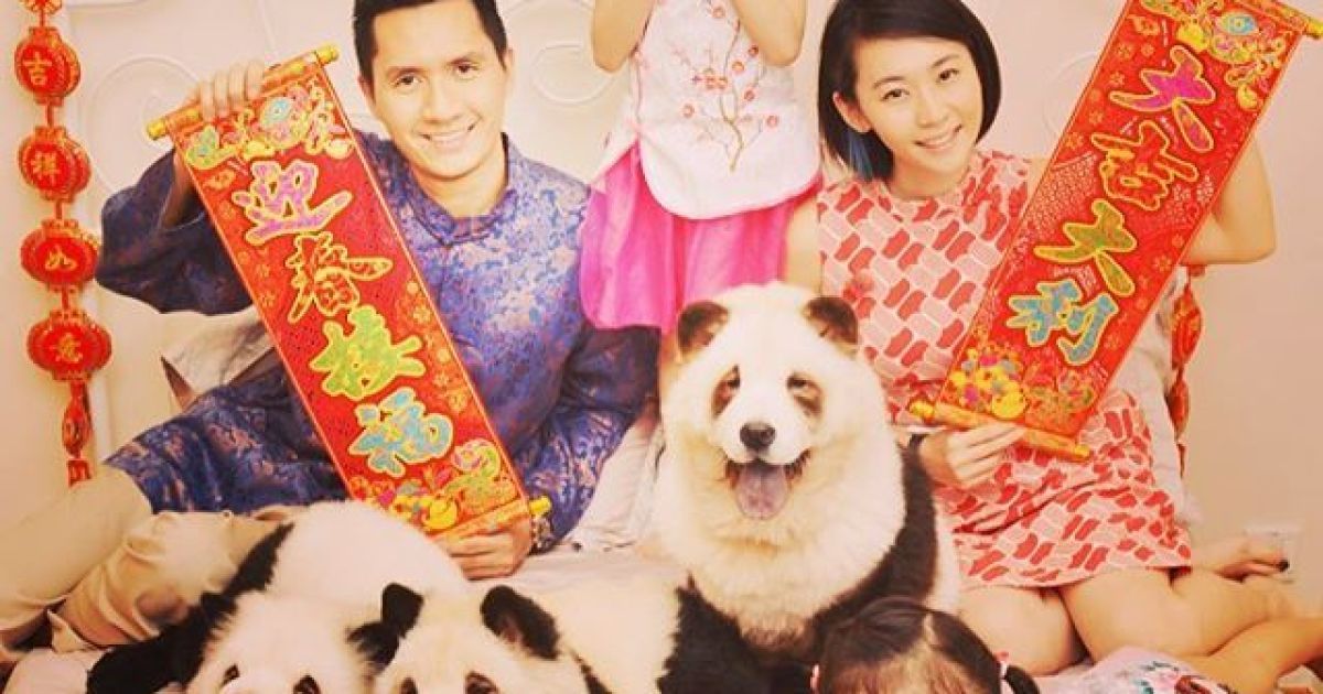 Панди чау чау_5 / © instagram.com/pandachowchows